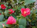 DSC00142
