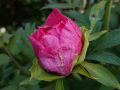 DSC00164