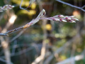 DSC00395
