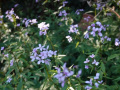DSC00780_