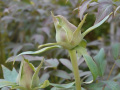 DSC00785_