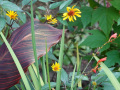 DSC00287