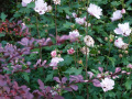 DSC00297