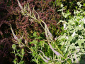 DSC00269