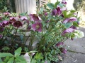 DSC01244