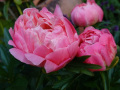 DSC00209