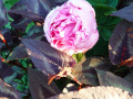 DSC00221