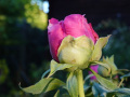 DSC00447