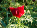 DSC00451