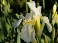 DSC00459