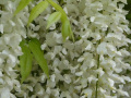 DSC00974