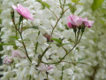 DSC00975