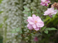 DSC00976