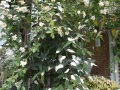DSC01393