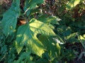DSC01617b