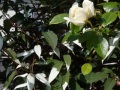 DSC01807