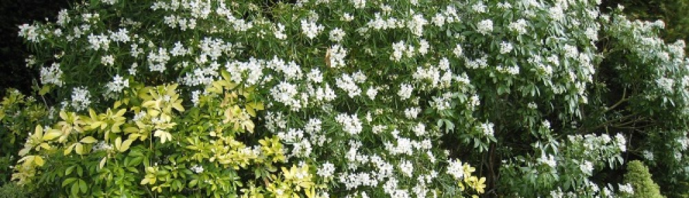 Garten Windisch – Susannes Garten