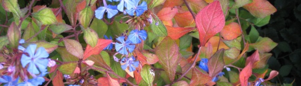 Garten Windisch – Susannes Garten