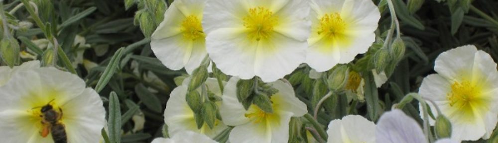 Garten Windisch – Susannes Garten