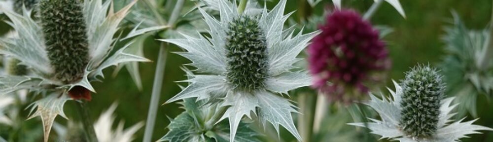 Garten Windisch – Susannes Garten