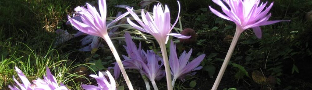 Garten Windisch – Susannes Garten