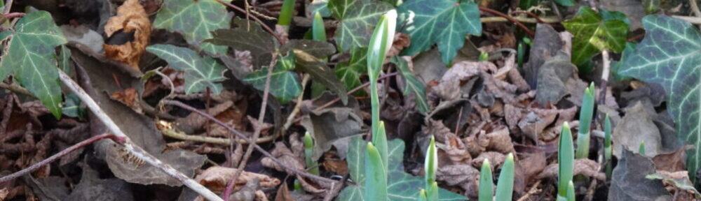 Garten Windisch – Susannes Garten