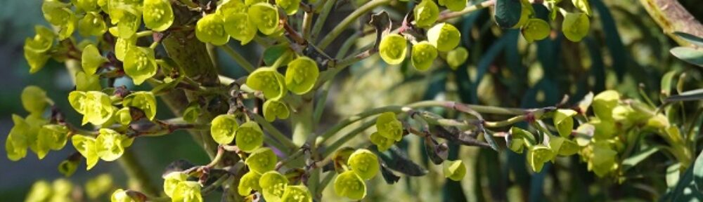 Garten Windisch – Susannes Garten