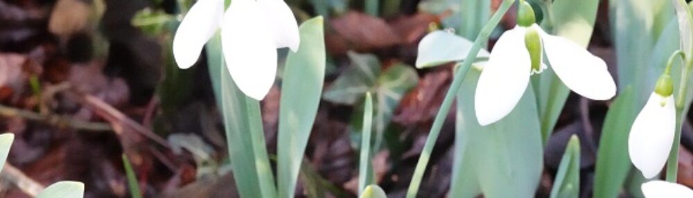 Garten Windisch – Susannes Garten