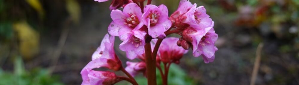 Garten Windisch – Susannes Garten